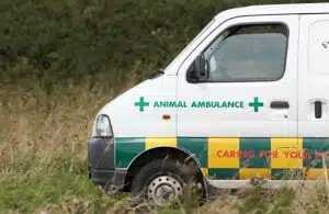 ambulanza veterinaria per trasporto animali ambulanza veterinaria per trasporto animali