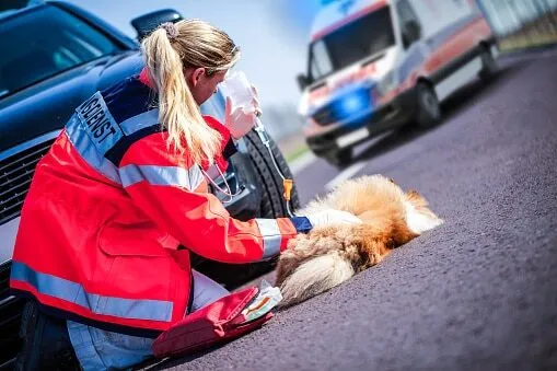 ambulanza veterinaria