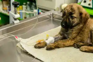 soccorso ambulanza veterinaria cani soccorso ambulanza veterinaria cani